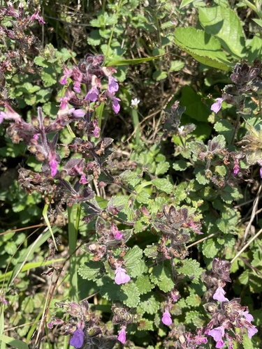 Wall germander