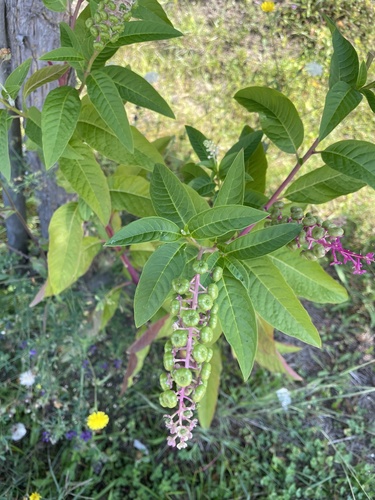 American pokeweed