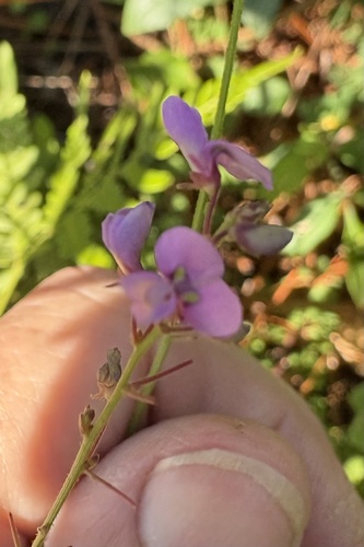 Desmodium ciliare, photograph 6