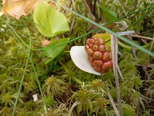 marsh calla