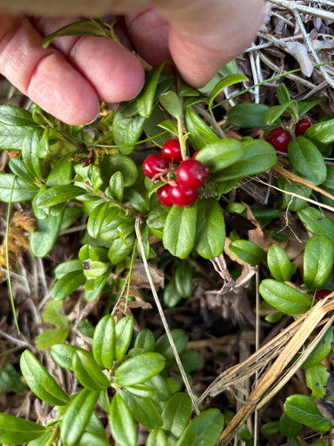 Lingonberry