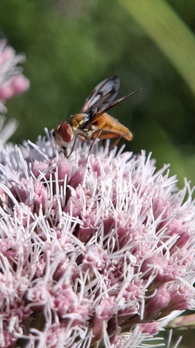 Ectophasia crassipennis