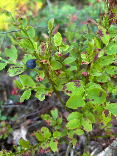 common bilberry