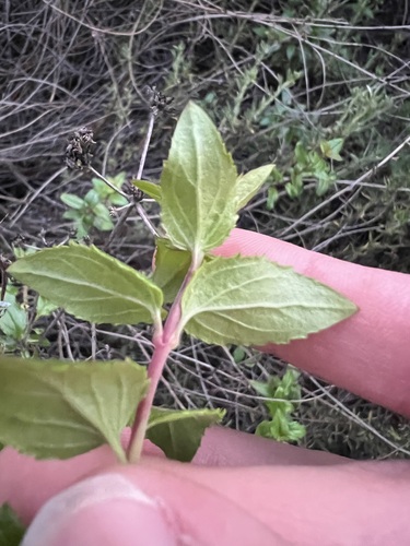 Keckiella cordifolia, photograph 3