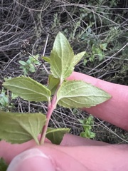 Keckiella cordifolia, photograph author not stated, no rights reserved