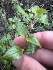 Keckiella cordifolia, photograph author not stated, no rights reserved