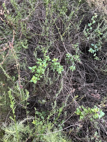 Keckiella cordifolia, photograph 1