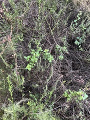 Keckiella cordifolia
