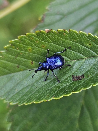 Byctiscus betulae