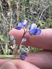 Lupinus bicolor, photograph author not stated, no rights reserved