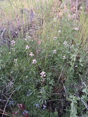 Lupinus bicolor