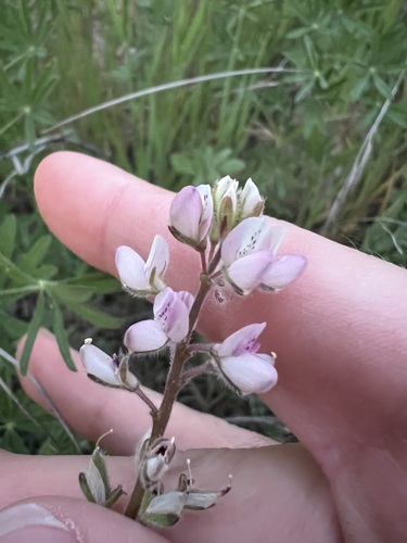 Lupinus bicolor, photograph 2
