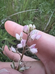 Lupinus bicolor, photograph author not stated, no rights reserved