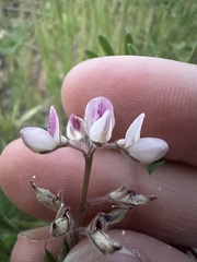 Lupinus bicolor, photograph author not stated, no rights reserved