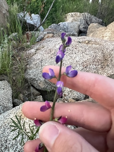 Lupinus truncatus, photograph 2