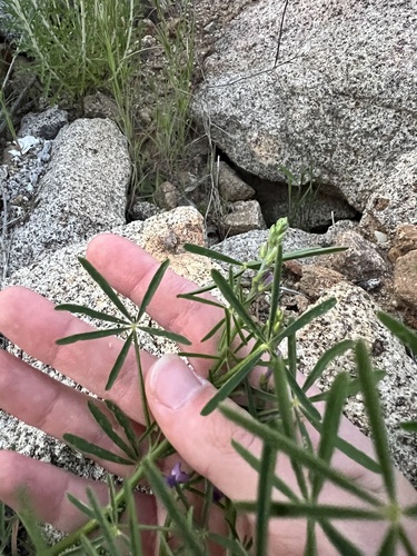 Lupinus truncatus, photograph 3