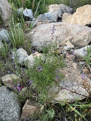 Lupinus truncatus
