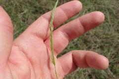 Limnodea arkansana