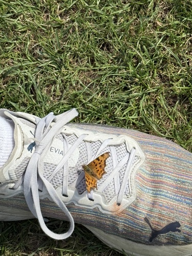European Comma