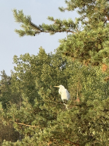 Great Egret
