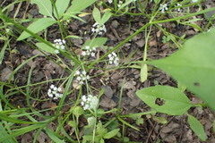 Limnosciadium pinnatum