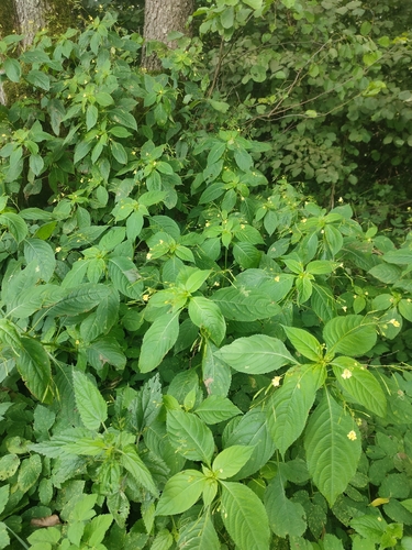 small balsam