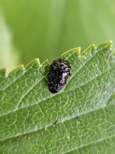 Trachys minutus