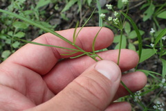 Limnosciadium pinnatum