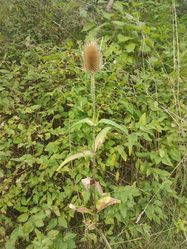 wild teasel