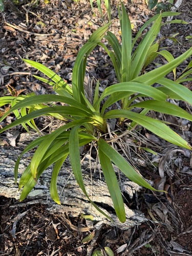 Dianella sandwicensis, photograph 5