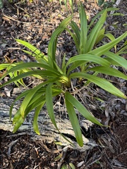 Dianella sandwicensis, photograph (c) Brynn Fricke, some rights reserved (CC BY)