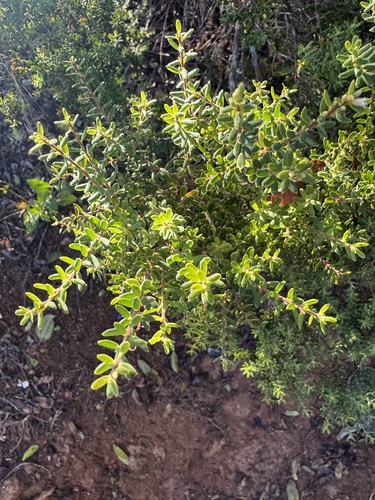 Leptecophylla tameiameiae, photograph 5