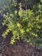 Leptecophylla tameiameiae, photograph (c) Brynn Fricke, some rights reserved (CC BY)