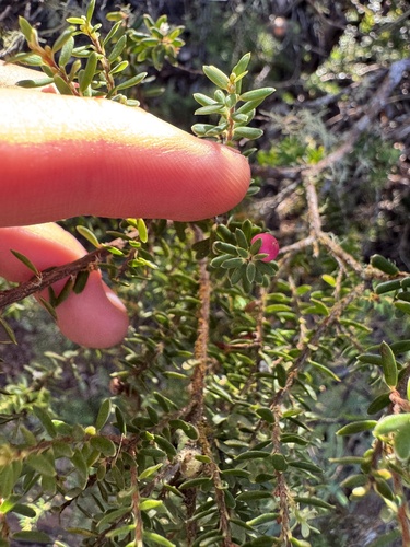 Leptecophylla tameiameiae, photograph 6