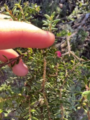 Leptecophylla tameiameiae, photograph (c) Brynn Fricke, some rights reserved (CC BY)
