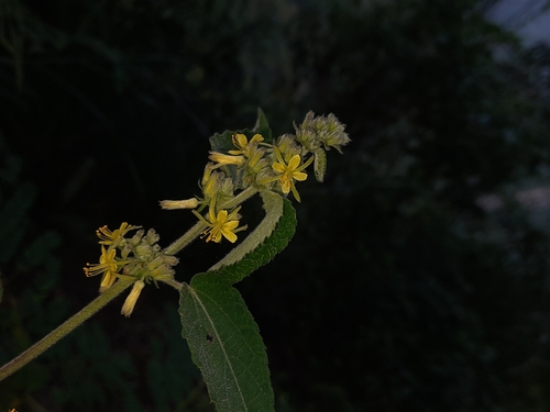 Triumfetta pilosa observed 2026-08-25