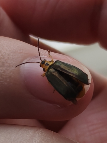 Xanthogaleruca aenescens