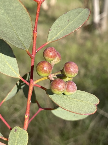 Heart-leaved Mallee