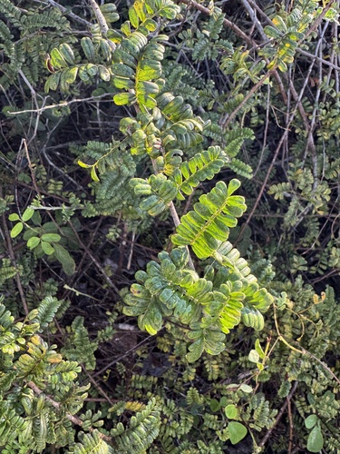 Osteomeles anthyllidifolia, photograph 4