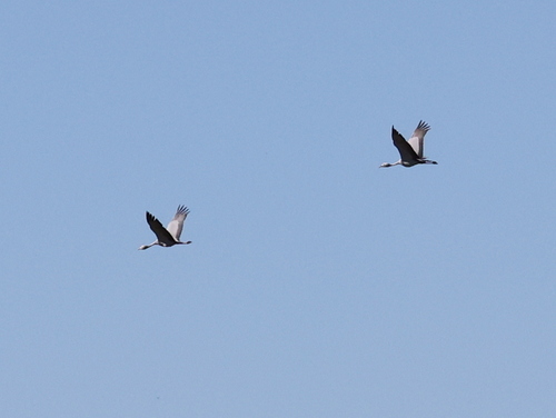 iNaturalist image