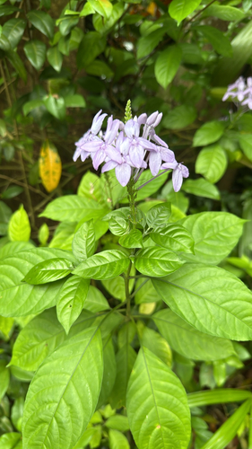 Pseuderanthemum acuminatissimum observed 2026-08-26