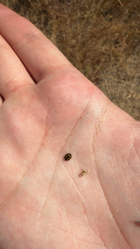 Coccinula quatuordecimpustulata