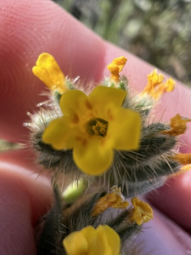 Amsinckia tessellata, photograph 3