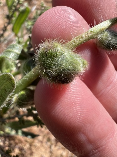 Amsinckia tessellata, photograph 6
