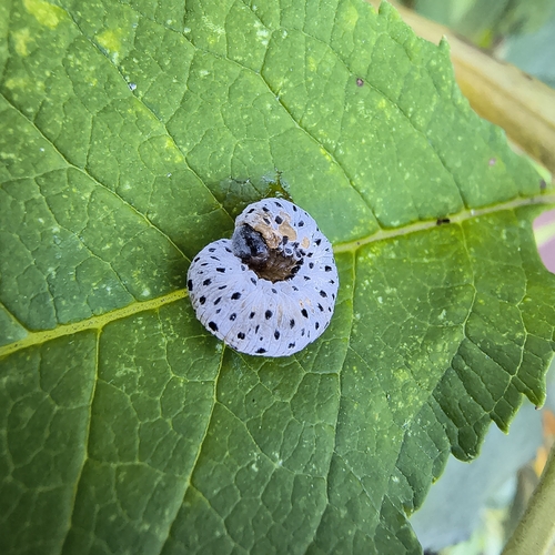 Figwort sawfly