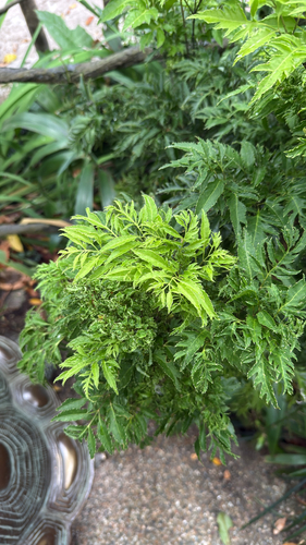 Polyscias fruticosa observed 2026-08-26