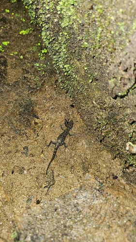 Pussellawa Round-eyed Gecko