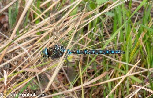 Sedge Darner
