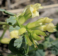 Astragalus beckwithii