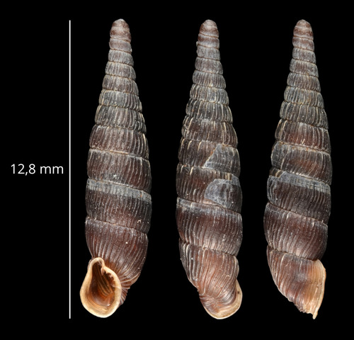 Clausilia cruciata observed 2026-07-18
